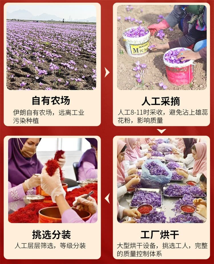 藏紅花紅花西紅花07.jpg
